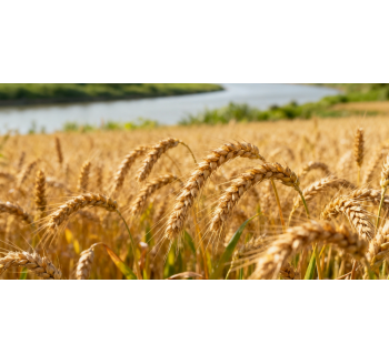 【小麦】 一湖润两季，稻麦续丰年